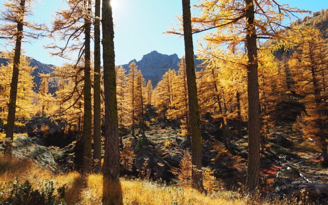 Le mélèze l’arbre “roi”  dans  la  Haute Tinée